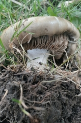 Cortinarius infractus