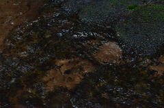 Pacifastacus leniusculus