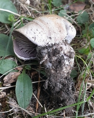 Cortinarius infractus