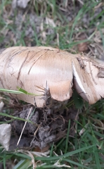 Cortinarius infractus