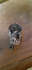 Cortinarius infractus