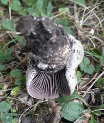 Cortinarius infractus