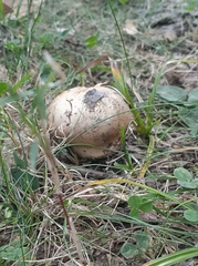 Cortinarius infractus