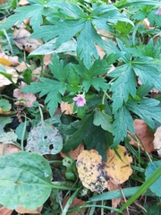 Geranium sibiricum