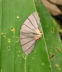 Orudiza protheclaria