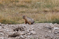 Marmota baibacina