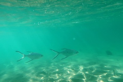 Trachinotus baillonii