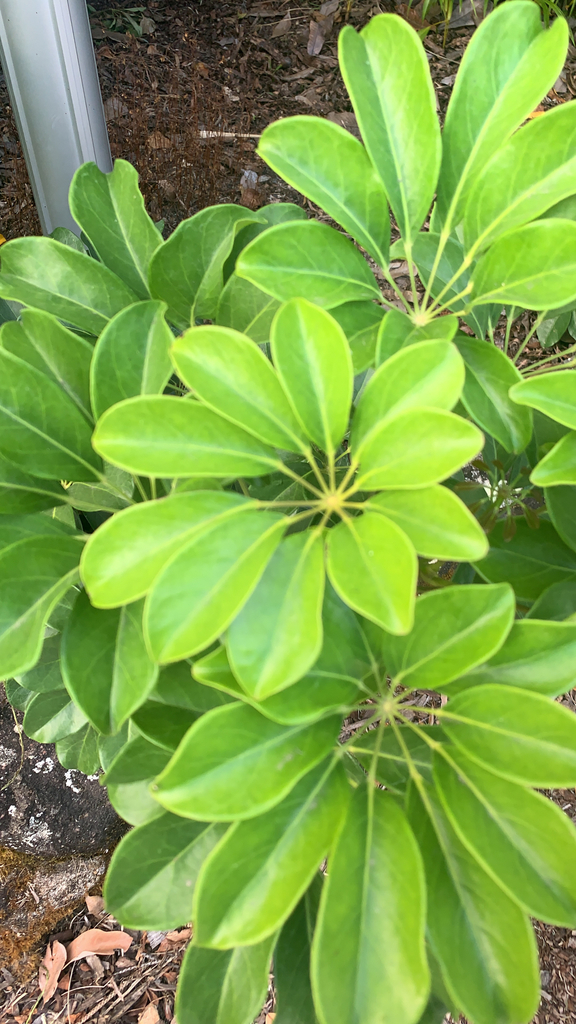 Schefflera arboricola growing as a shrub