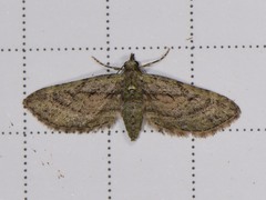 Eupithecia longidens