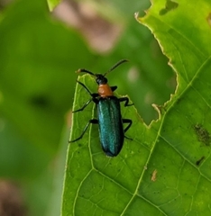 Prionocerus coeruleipennis