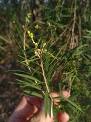 Melaleuca trichostachya