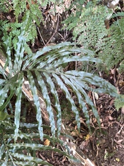 Pteris umbrosa