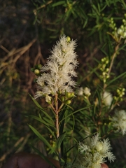 Melaleuca trichostachya