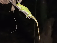 Gonocephalus kuhlii