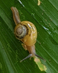 Helicarionoidea