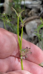 Opercularia hispidula