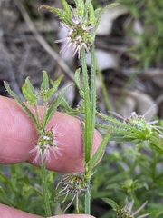 Opercularia hispidula