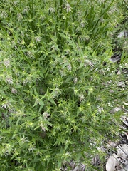 Opercularia hispidula