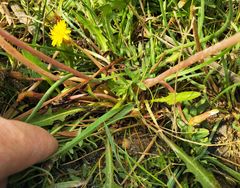 Taraxacum bessarabicum