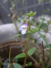 Torenia anagallis