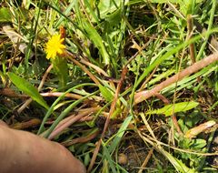 Taraxacum bessarabicum
