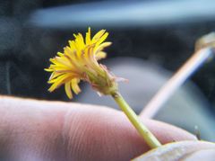 Taraxacum bessarabicum