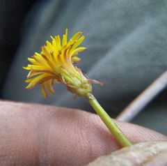 Taraxacum bessarabicum