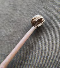 Taraxacum bessarabicum