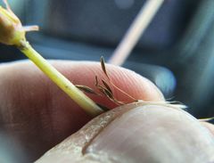 Taraxacum bessarabicum
