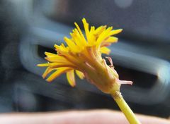 Taraxacum bessarabicum
