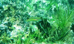 Stethojulis strigiventer