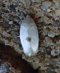 Opostegidae