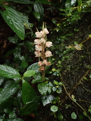 Goodyera foliosa