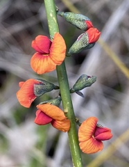 Sphaerolobium vimineum