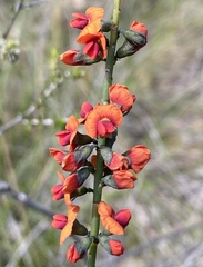 Sphaerolobium vimineum