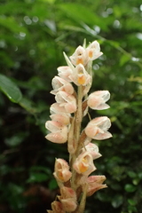 Goodyera foliosa