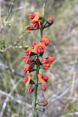 Sphaerolobium vimineum