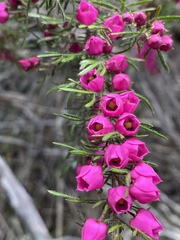 Boronia molloyae