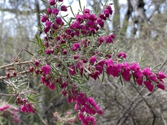 Boronia molloyae