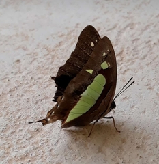 Polyura