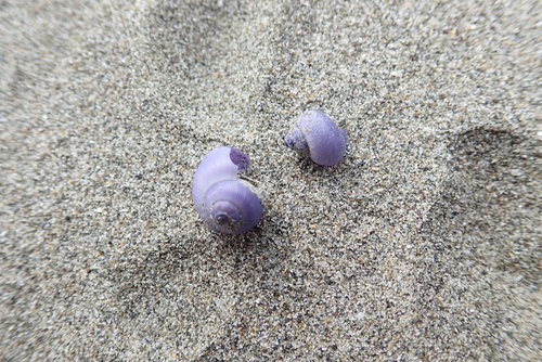 photo of Dwarf Violet Snail (Janthina exigua)