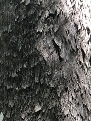 Eucalyptus quadrangulata