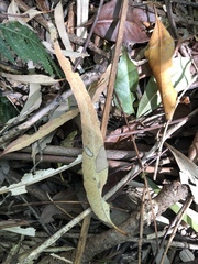 Eucalyptus quadrangulata