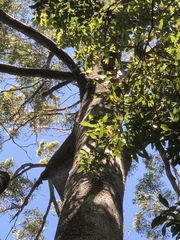 Eucalyptus quadrangulata
