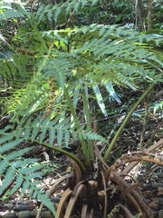 Cyathea australis