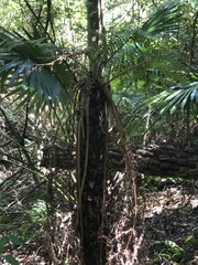 Cyathea australis