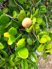 Ficus aurantiaca parvifolia