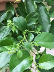 Rhamnus formosana