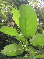 Rhamnus formosana