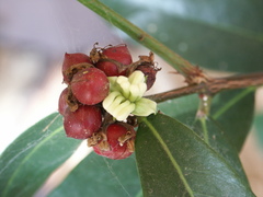 Phaleria octandra